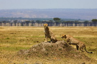 Safari Ngorongoro 